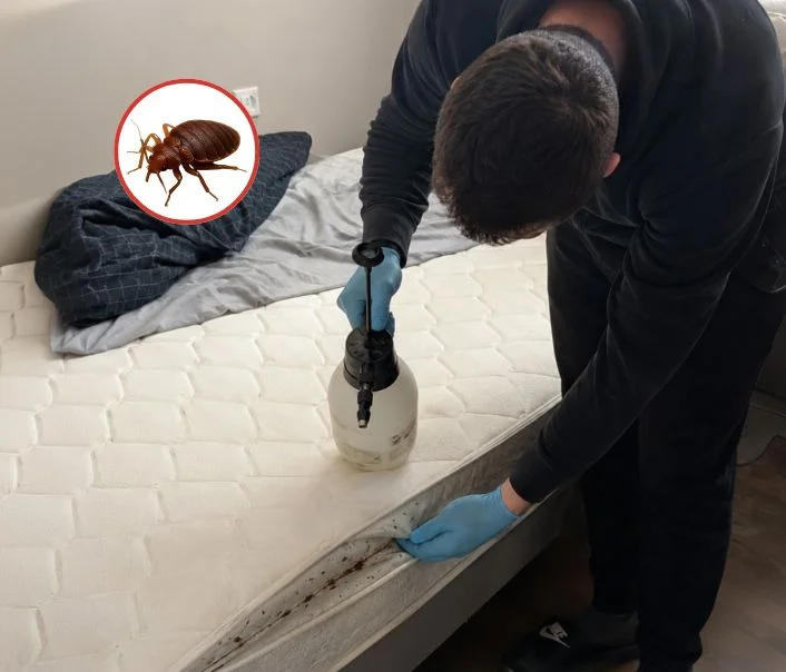Technicien traitant un matelas contre les punaises de lit à Villennes-sur-Seine